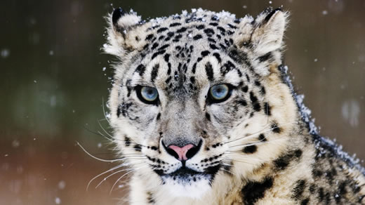 ¿Apple presentará a Mac OS X 10.6 “Snow Leopard” en la WWDC?